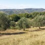 Villa Antria adopt an olive tree