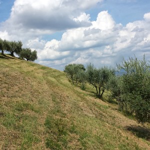 cresta-verde-olive-tree-adoption-(1)