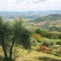 cresta-verde-olive-tree-adoption-(3)