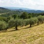 cresta-verde-olive-tree-adoption-(7)