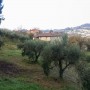 paoletti-olive-tree-adoption-(6)
