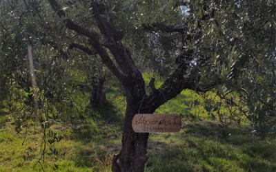 Olive tree adoption